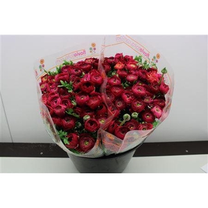 RANUNCULUS  'ELEGANCE HOT PINK'