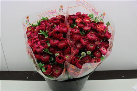 <h4>RANUNCULUS  'ELEGANCE HOT PINK'</h4>