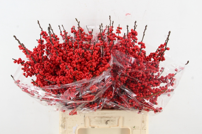 <h4>ILEX VE RODE BES 060CM</h4>