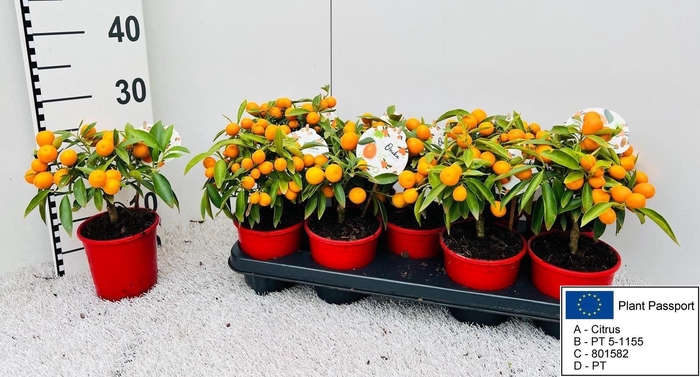 <h4>CITR MARGARITA</h4>