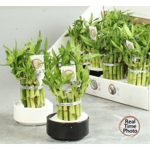 DRA LUCKY BAMBOO