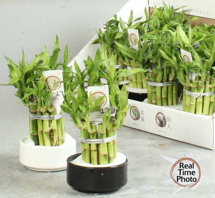 <h4>DRA LUCKY BAMBOO</h4>