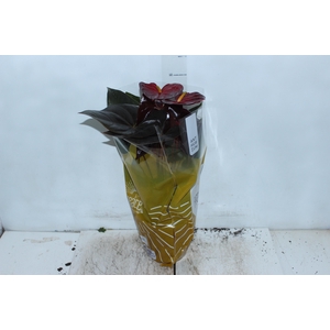 ANTHURIUM DELICATA P17