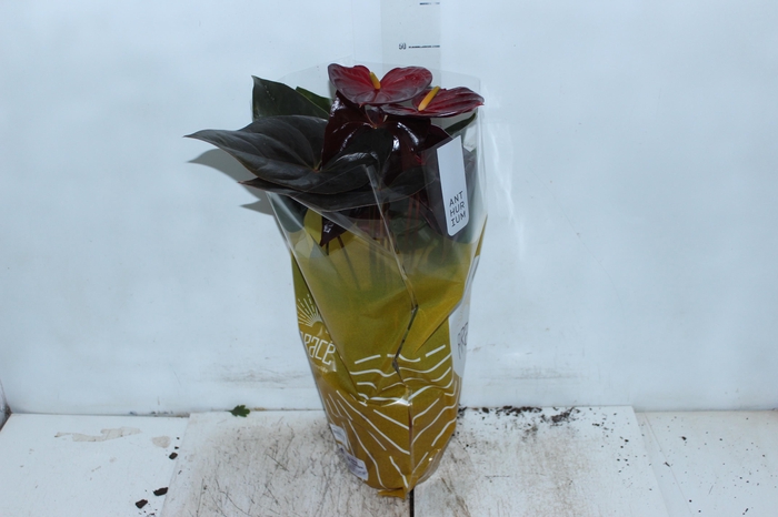 <h4>ANTHURIUM DELICATA P17</h4>