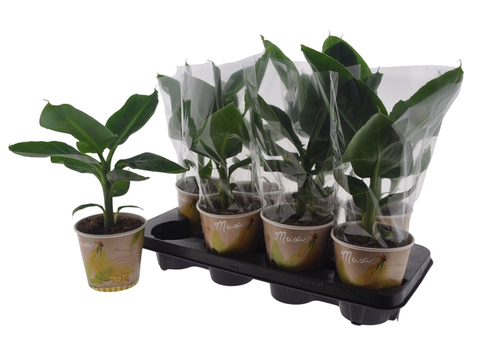 <h4>MUSA TROPICANA</h4>