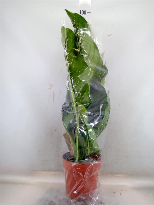 <h4>Dieffenbachia seg. 'Caiman'</h4>