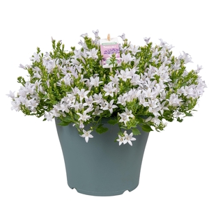 Campanula Ambella® White in patiopot