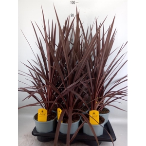 Cordyline   ...