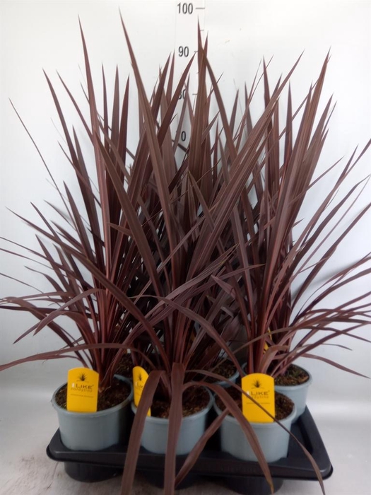 <h4>Cordyline   ...</h4>