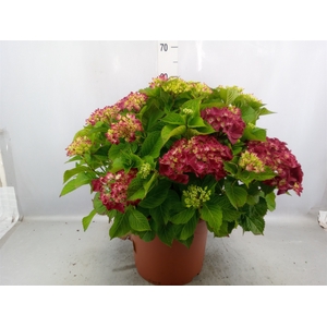 Hydrangea mac. 'Hot Red'