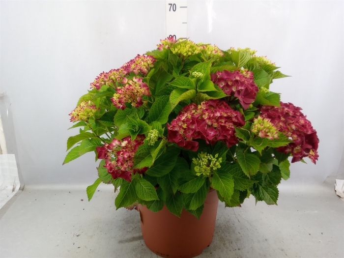 <h4>Hydrangea mac. 'Hot Red'</h4>