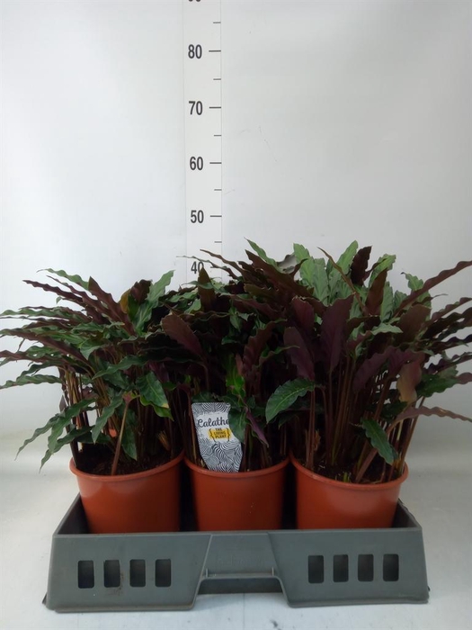 <h4>Calathea rufibarba 'Elgergrass'</h4>