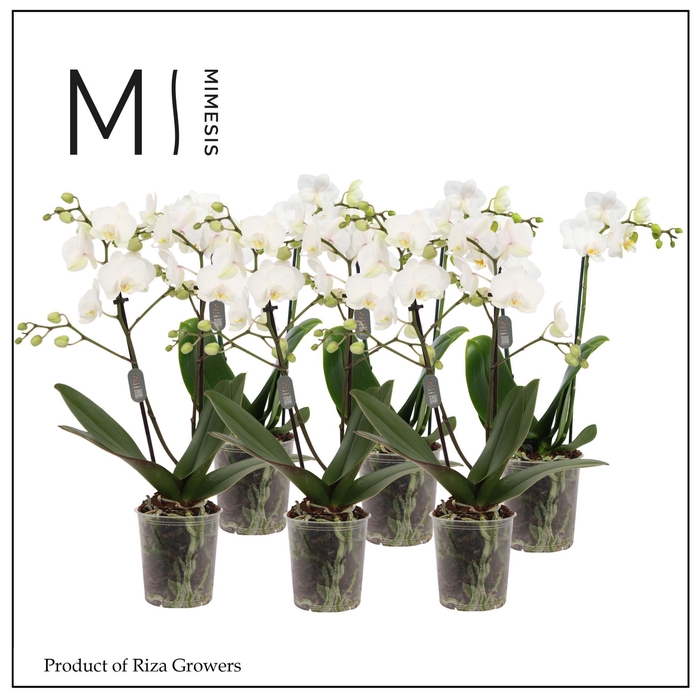 <h4>Phalaenopsis White 2 spike - 9cm | Mimesis</h4>