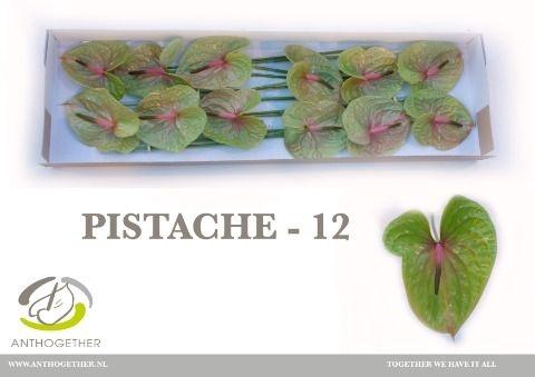 <h4>Anth A Pistache</h4>