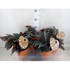 Begonia BD mac. 'Spotlight Green'