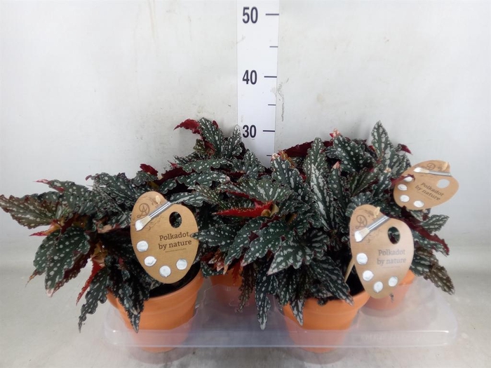 <h4>Begonia BD mac. 'Spotlight Green'</h4>