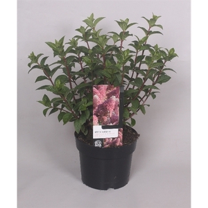 Hydrangea Paniculata 'Sundae Fraise' 19 cm