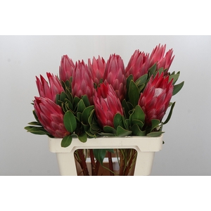 Protea Cynaroides Madiba