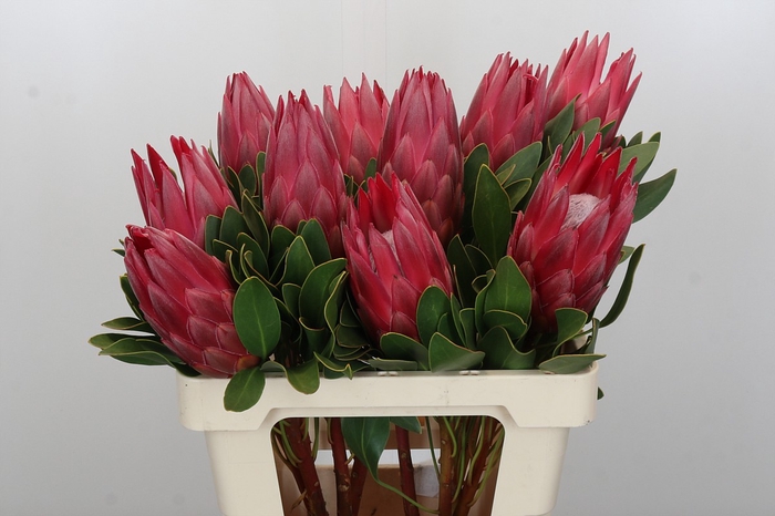 Protea Cynaroides Madiba