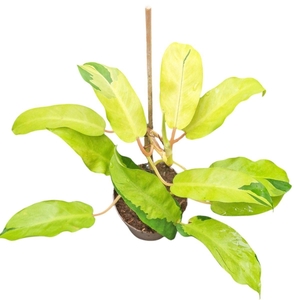 Philodendron Thai Sunrise