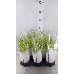 Chlorophytum com. 'Variegatum'