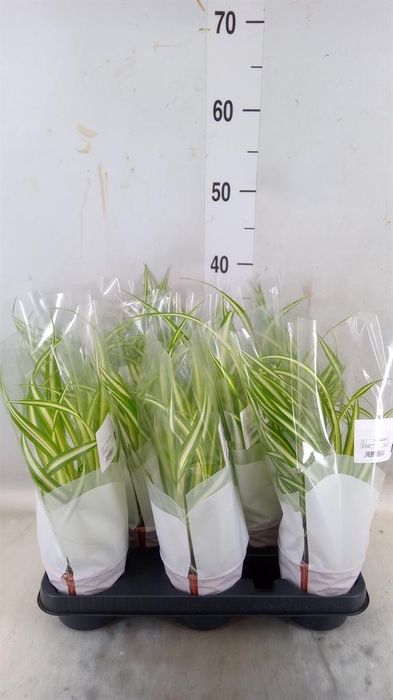 <h4>Chlorophytum com. 'Variegatum'</h4>