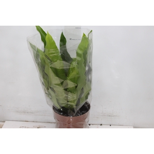 ASPLENIUM OSAKA LISO P17