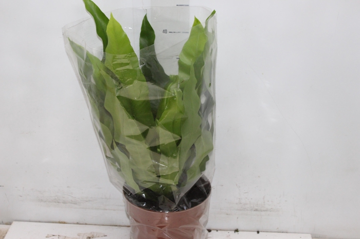 <h4>ASPLENIUM OSAKA LISO P17</h4>
