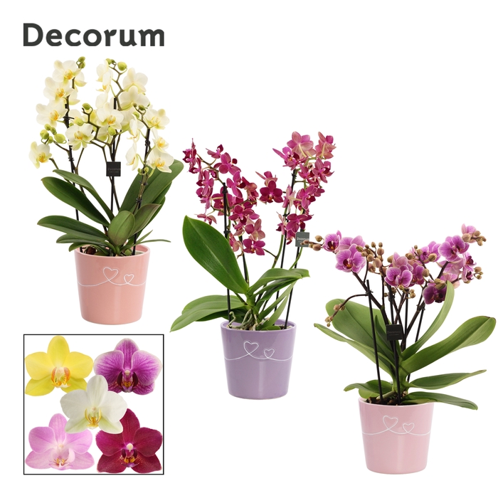 <h4>Phalaenopsis dazzling melange 3-4 tak in Romy (Party love-collec</h4>