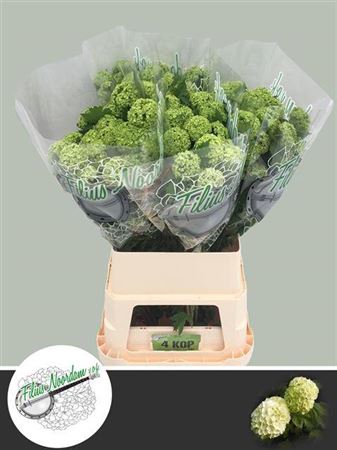 <h4>Viburnum Roseum St 100cm 4 Hd</h4>