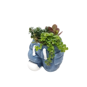 Arr.   Kamerplant Groen L%