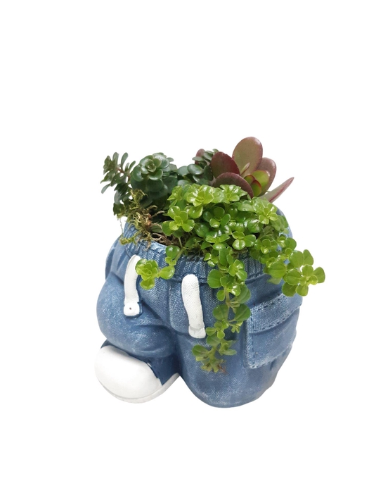 Arr.   Kamerplant Groen L%