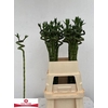 Drac S Lucky Bamboo