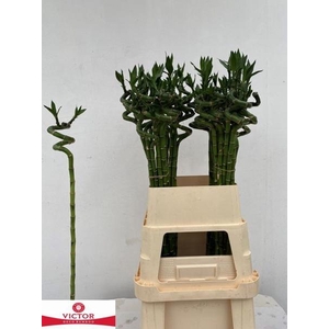 DRAC S LUCKY BAMBOO
