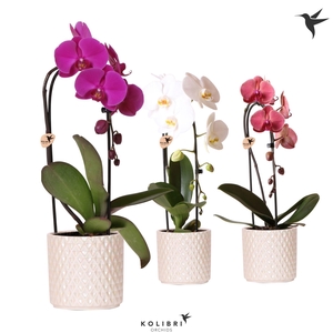 Kolibri Orchids Phalaenopsis Cascade Niagara Fall mix 1 spike in Diamond Pearl pot travertine
