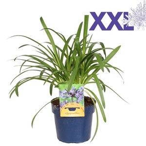 Agapanthus blauw zndr knop/bloem grootbl. doorbl.