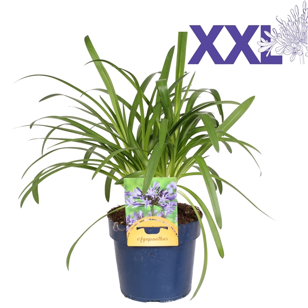 <h4>Agapanthus blauw zndr knop/bloem grootbl. doorbl. knop in gewas</h4>