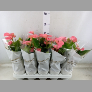 Anthurium andr. 'Pink Champion'