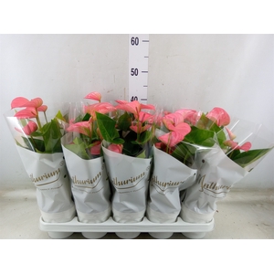 Anthurium andr. 'Pink Champion'