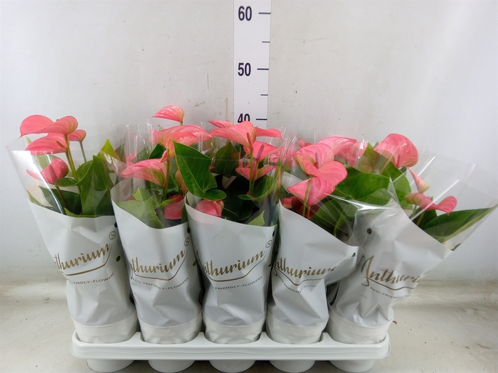 <h4>Anthurium andr. 'Pink Champion'</h4>