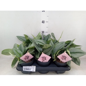 Scindapsus treubii 'Moonlight'