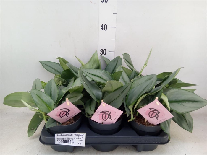 <h4>Scindapsus treubii 'Moonlight'</h4>