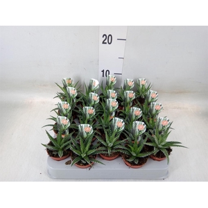 Haworthia fasciata 'Big Band'