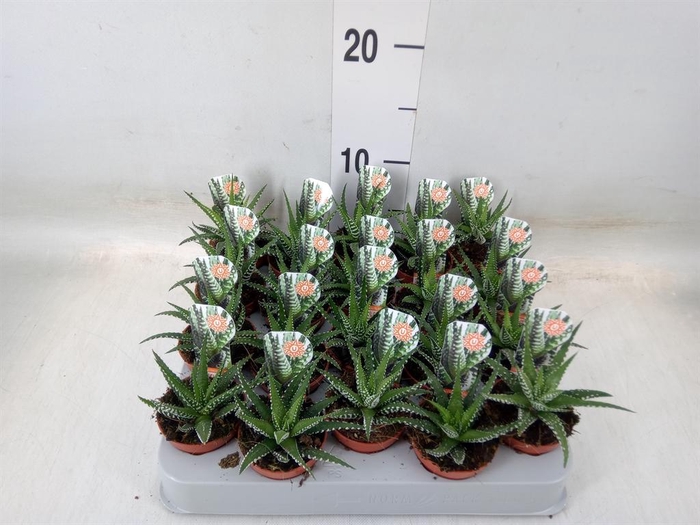 <h4>Haworthia fasciata 'Big Band'</h4>