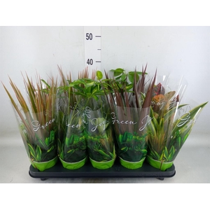 Planten Groen   ...mix  6