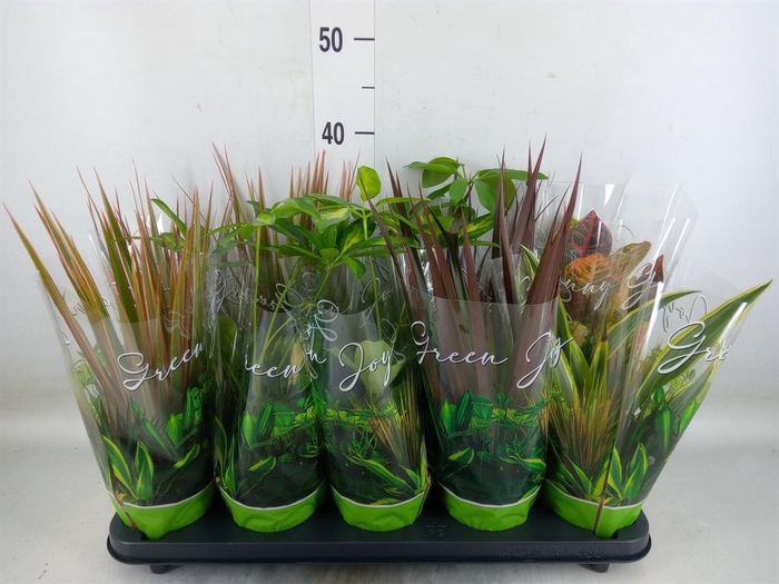 <h4>Planten Groen   ...mix  6</h4>