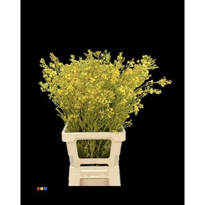 Waxflower Yellow