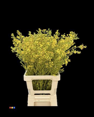 Waxflower Yellow