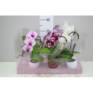 Phal Swan Mix 1 Tak In Keramiek