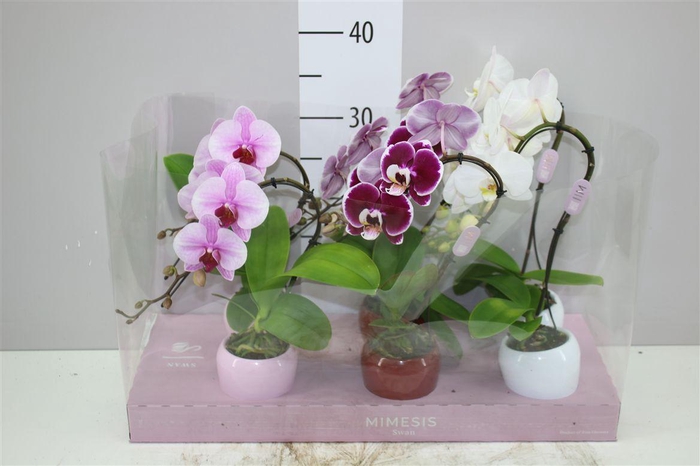 <h4>Phal Swan Mix 1 Tak In Keramiek</h4>